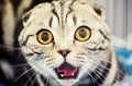 funny cat Royalty Free Stock Photo