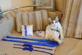 funny cat, sitting on a sofa Royalty Free Stock Photo