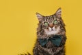 Funny cat in bow tie and glasses sitting on yellow background Royalty Free Stock Photo