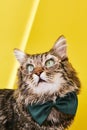 Funny cat in bow tie and glasses sitting on yellow background Royalty Free Stock Photo