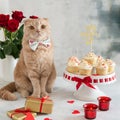 Funny cat with bow tie on St. Valentines Day. Festive cupcakes on the stand, red roses bouquet. Sweet Valentine. Bakery, Royalty Free Stock Photo