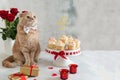 Funny cat with bow tie on St. Valentines Day. Festive cupcakes on the stand, red roses bouquet. Sweet Valentine. Bakery, Royalty Free Stock Photo