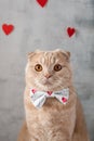 Funny cat with bow tie on St. Valentines Day. Sweet heart, be my Valentine. Pet shop concept. Close up Royalty Free Stock Photo