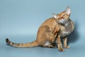 Funny cat breed Devon Rex sitting on a blue background Royalty Free Stock Photo