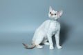 Funny cat breed Devon Rex sitting on a blue background Royalty Free Stock Photo