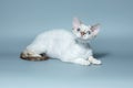 Funny cat breed Devon Rex sitting on a blue background Royalty Free Stock Photo