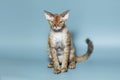 Funny cat breed Devon Rex sitting on a blue background Royalty Free Stock Photo