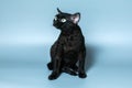 Funny cat breed Devon Rex sitting on a blue background Royalty Free Stock Photo