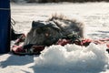 Funny cat in a cap catches fish with a winter fishing rod on the ice of the lake. Royalty Free Stock Photo