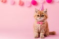 funny cat in a cap celebrates birthday, on a pink background. portrait of a funny cat animal in a festive hat celebrating his Royalty Free Stock Photo