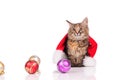 Funny cat with Christmas toys