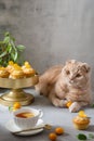 Funny cat with a cup of tea and lemon muffins. Cute cat. Poster, greeting card, cafe bakery, confectionery menu concept. Copy