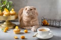 Funny cat with a cup of tea and muffins. Cute cat. Poster, greeting card, cafe bakery, confectionery menu concept. Copy space