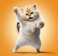 Funny cat dancing, isolated on orange background