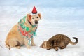 Funny cat and dog playing together on the snow Royalty Free Stock Photo