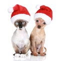 Funny cat and dog in christmas hats