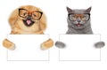 Cat and Dog in glasses hold paws white banner Royalty Free Stock Photo