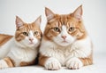 Funny Cat and Dog on white background. Funny animals Royalty Free Stock Photo