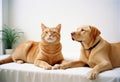 Funny Cat and Dog on white background. Funny animals Royalty Free Stock Photo
