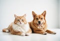 Funny Cat and Dog on white background. Funny animals Royalty Free Stock Photo