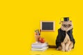 Funny cat dressed as a professor on yellow background with copy space. Teacher`s Day, Back to school, knowledge Day, graduation, Royalty Free Stock Photo