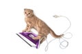 Funny cat on the electric iron, doing housework isolated on white background. Holiday card creative concept, banner, advertising