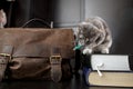 Funny cat enthusiastically gnaws a pencil while sitting on the books, next to it there is an old briefcase. Education Royalty Free Stock Photo