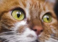 Funny cat face with yellow eyes close up Royalty Free Stock Photo