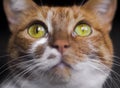 Funny cat face with yellow eyes close up Royalty Free Stock Photo