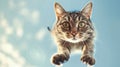Funny cat in flight outdoor, portrait of jumping pet. Face of flying domestic animal on sky background. Concept of humor, kitten, Royalty Free Stock Photo