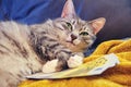 Funny cat with green eyes is lying with money in euros on a yellow bed