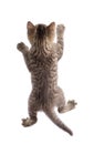 Funny cat hanging on white background Royalty Free Stock Photo