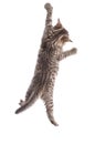 Funny cat hanging on white background Royalty Free Stock Photo