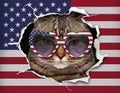 Cat behind the usa flag Royalty Free Stock Photo