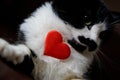 Funny cat holding a heart and congratulates on Valentine`s Day. Love and relationship