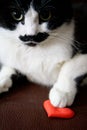 Funny cat holds a heart and congratulates with Valentine`s Day. Love and relationship