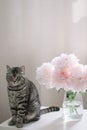 Funny cat and jug with flowers on a table in light room. Cat Portrait. Scottish straight cat indoors