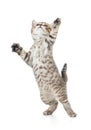 Funny cat jump in motion isolated Royalty Free Stock Photo