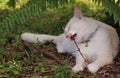 Funny Cat/Kitten Eating A Stick Royalty Free Stock Photo
