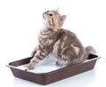 Funny cat kitten sitting in a cats toilet isolated on white Royalty Free Stock Photo