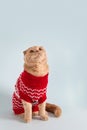 Funny cat in knitted sweater looking up on blue background. Copy space for text. Sale, discount, advertisement concept Royalty Free Stock Photo