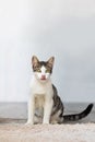 Funny cat licks his lips. Portrait of a white-brown kitten with beautiful green eyes. Lovely hungry cat, yummy concept