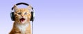 A funny cat listens to music on headphones and sings on a colored background, close-up muzzle