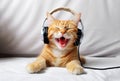 Funny cat listens to music on headphones and sings on the sofa