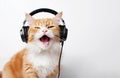 Funny cat listens to music on headphones and sings on a white background
