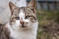 Funny cat looking at camera. Cat with strange look on backyard. Adorable kitten in village. Rural animals. Cute domestic cat. Royalty Free Stock Photo
