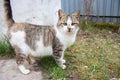 Funny cat looking at camera. Cat with strange look on backyard. Adorable kitten in village. Rural animals. Cute domestic cat. Royalty Free Stock Photo