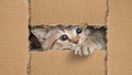 Funny cat looking through cardboard hole Royalty Free Stock Photo