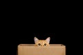Funny cat looking out of the box Royalty Free Stock Photo