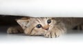 Funny cat looking from under small hole isolated